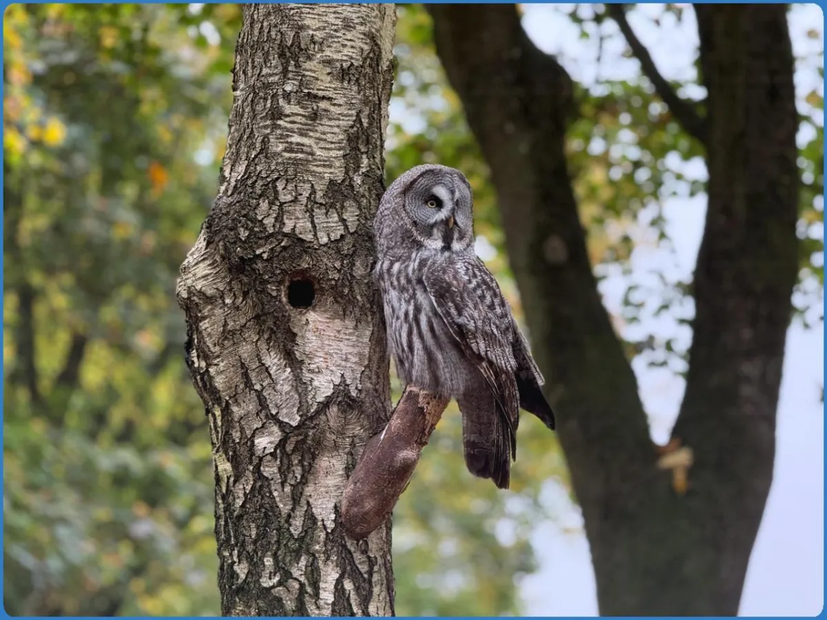 Turbary Woods Owl and Bird of Prey Sanctuary
