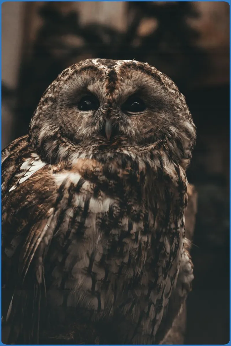 Turbary Woods Owl and Bird of Prey Sanctuary