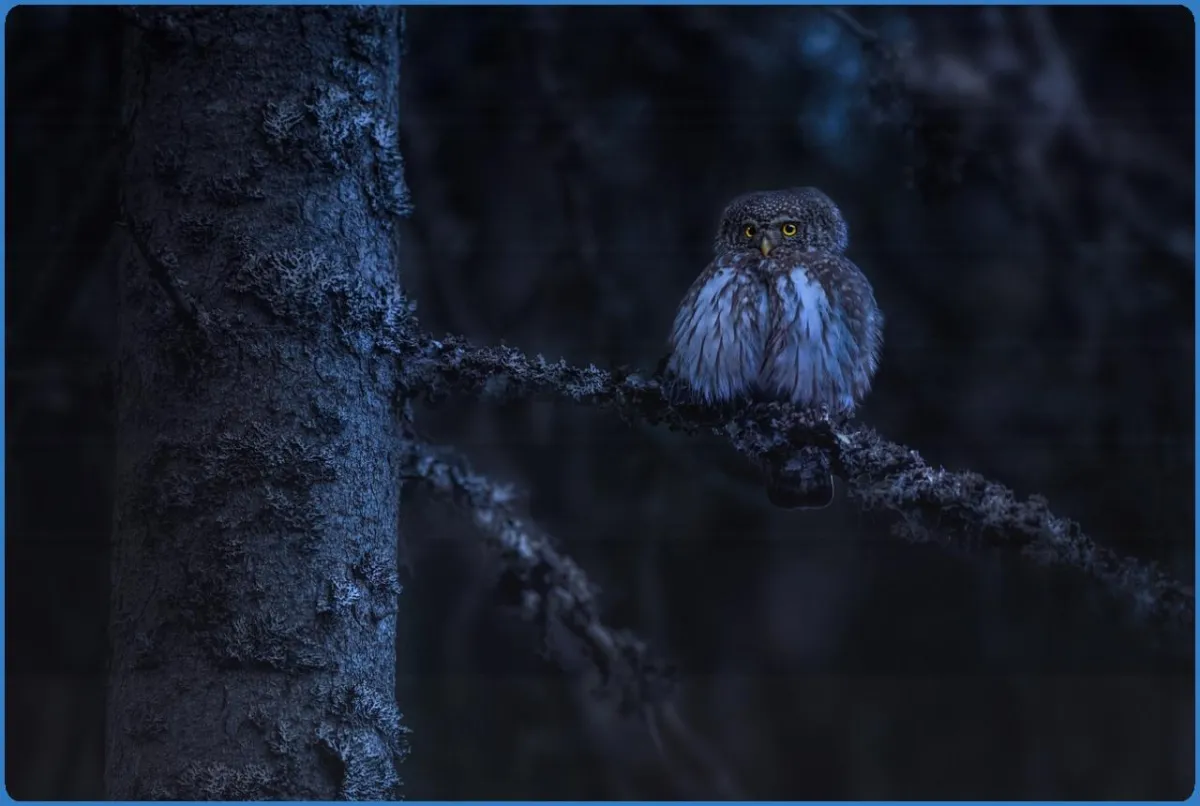 Turbary Woods Owl and Bird of Prey Sanctuary