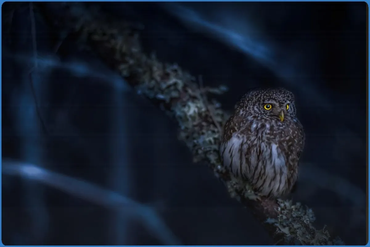 Turbary Woods Owl and Bird of Prey Sanctuary