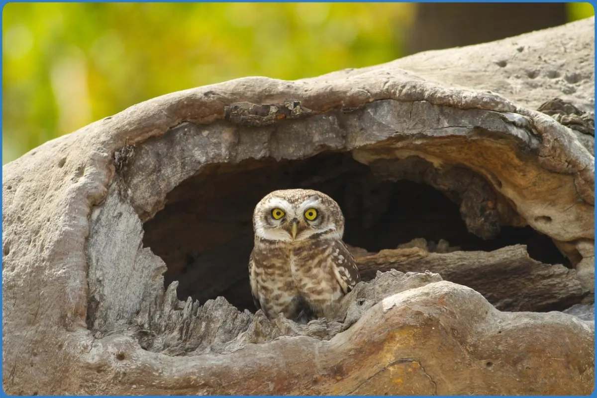 Turbary Woods Owl and Bird of Prey Sanctuary