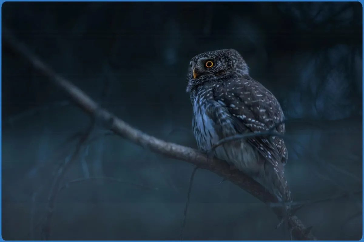 Turbary Woods Owl and Bird of Prey Sanctuary