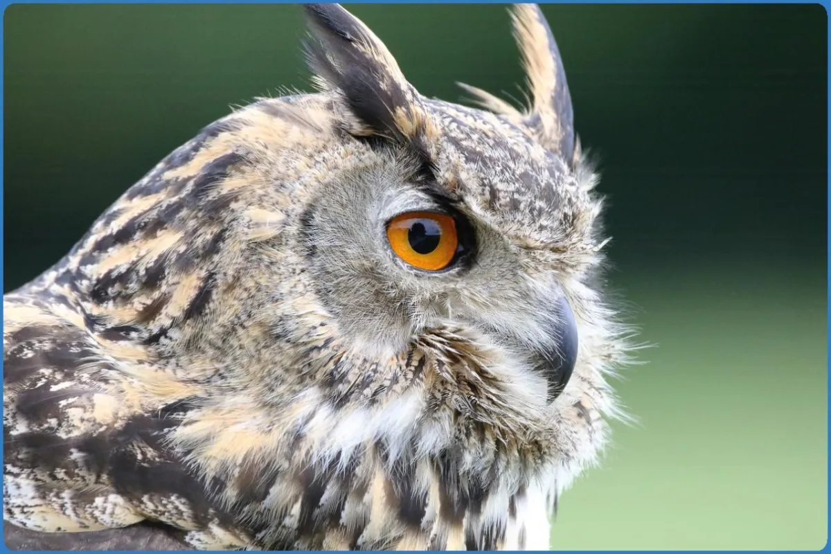 Turbary Woods Owl and Bird of Prey Sanctuary
