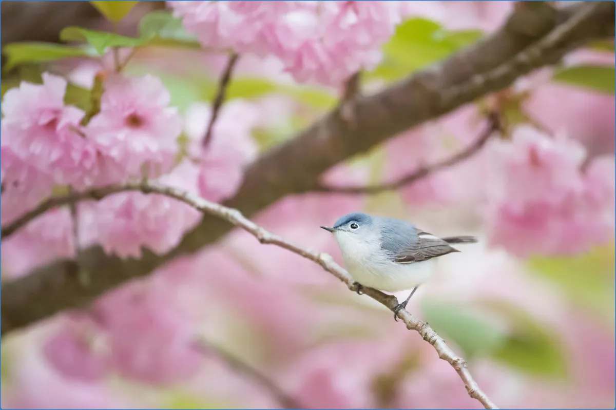 Small bird on branch with pink blossoms