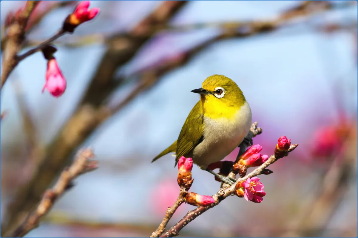 Small bird on a branch with pink blossoms