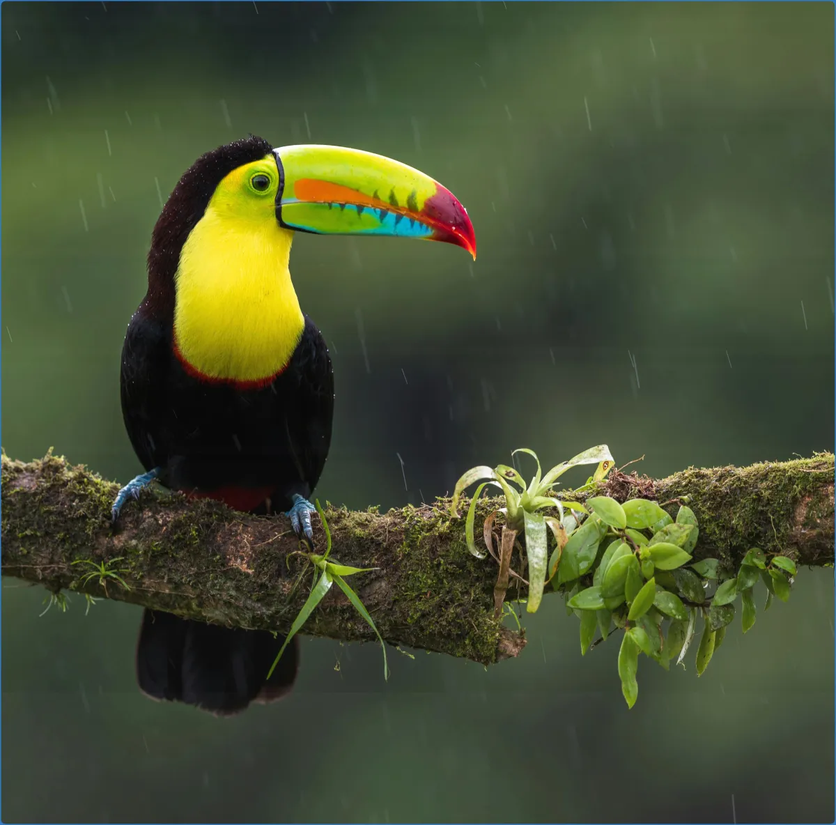 Colorful toucan on a branch in the rain