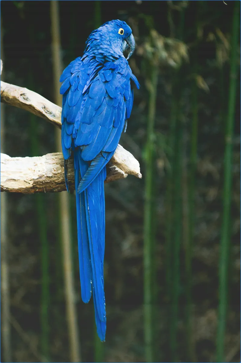 Blue parrot on a branch