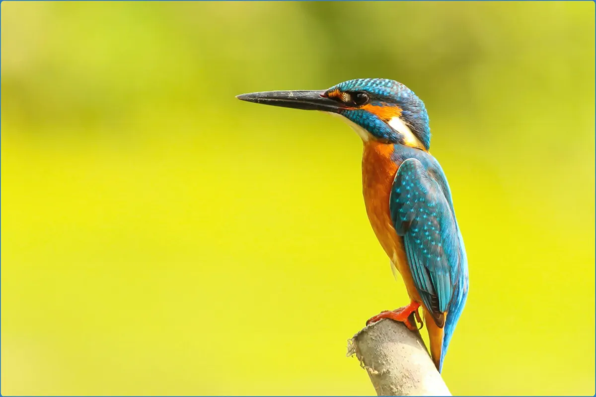 Colorful kingfisher perched on a branch