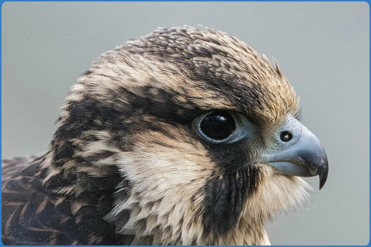 Close-up of a falcon's head