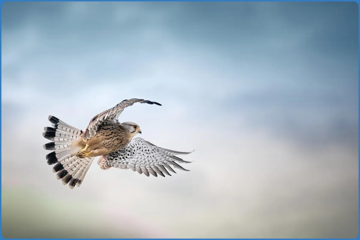 Bird in flight against a blurred sky