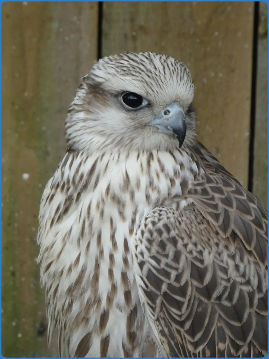 Close-up of a falcon with patterned feathers