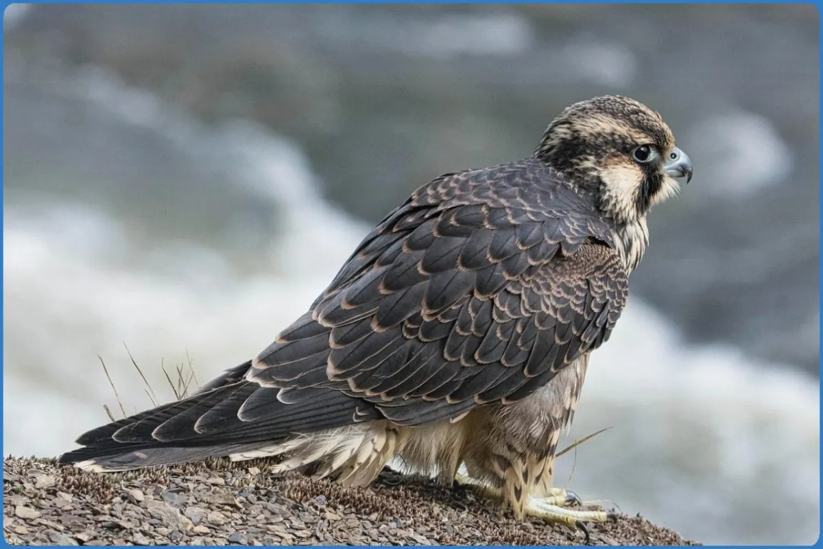 Peregrine falcon perched on a rocky surface