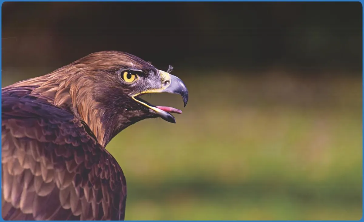 Close-up of an eagle with open beak