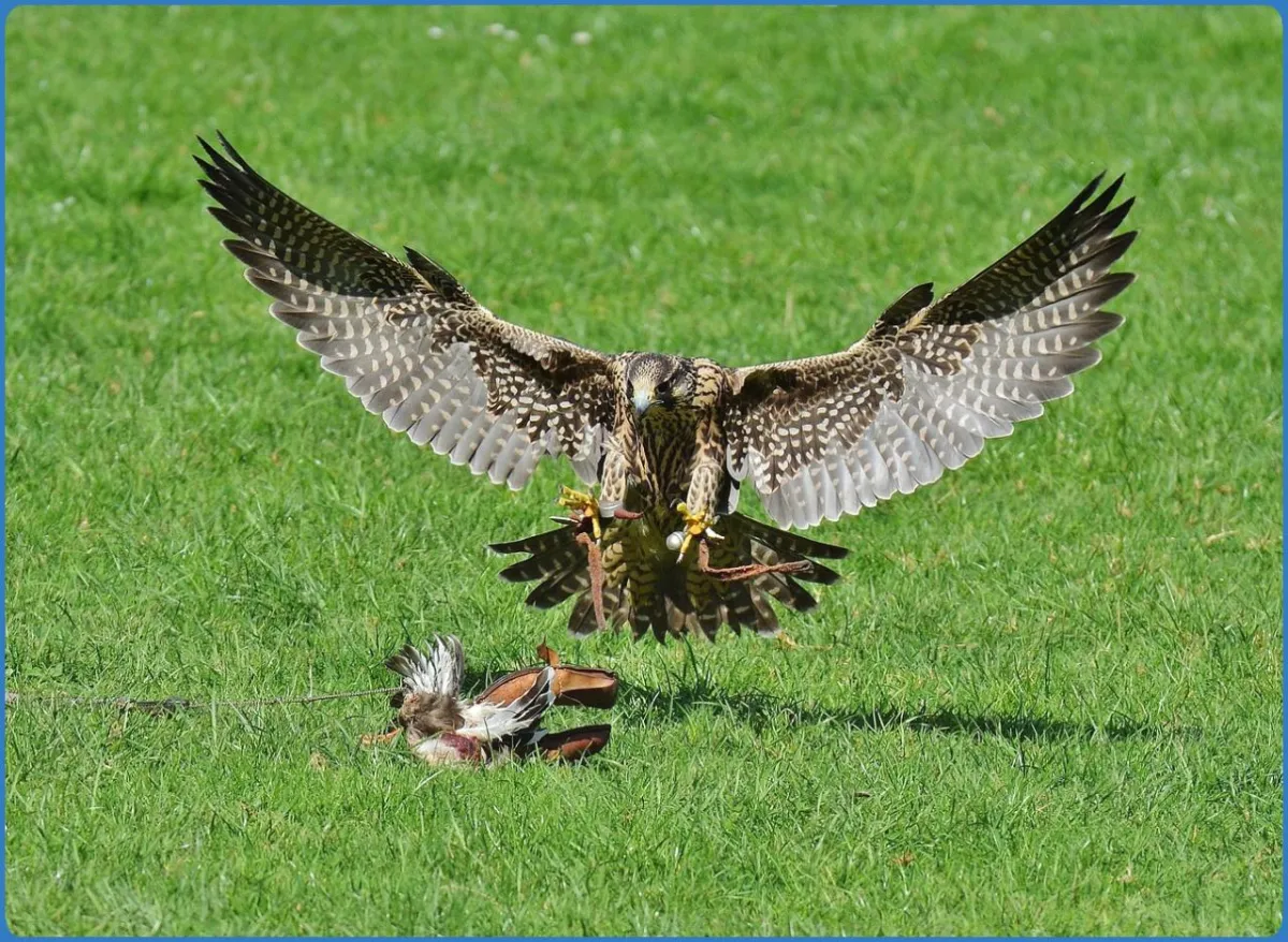 Falcon landing on grass with wings spread.