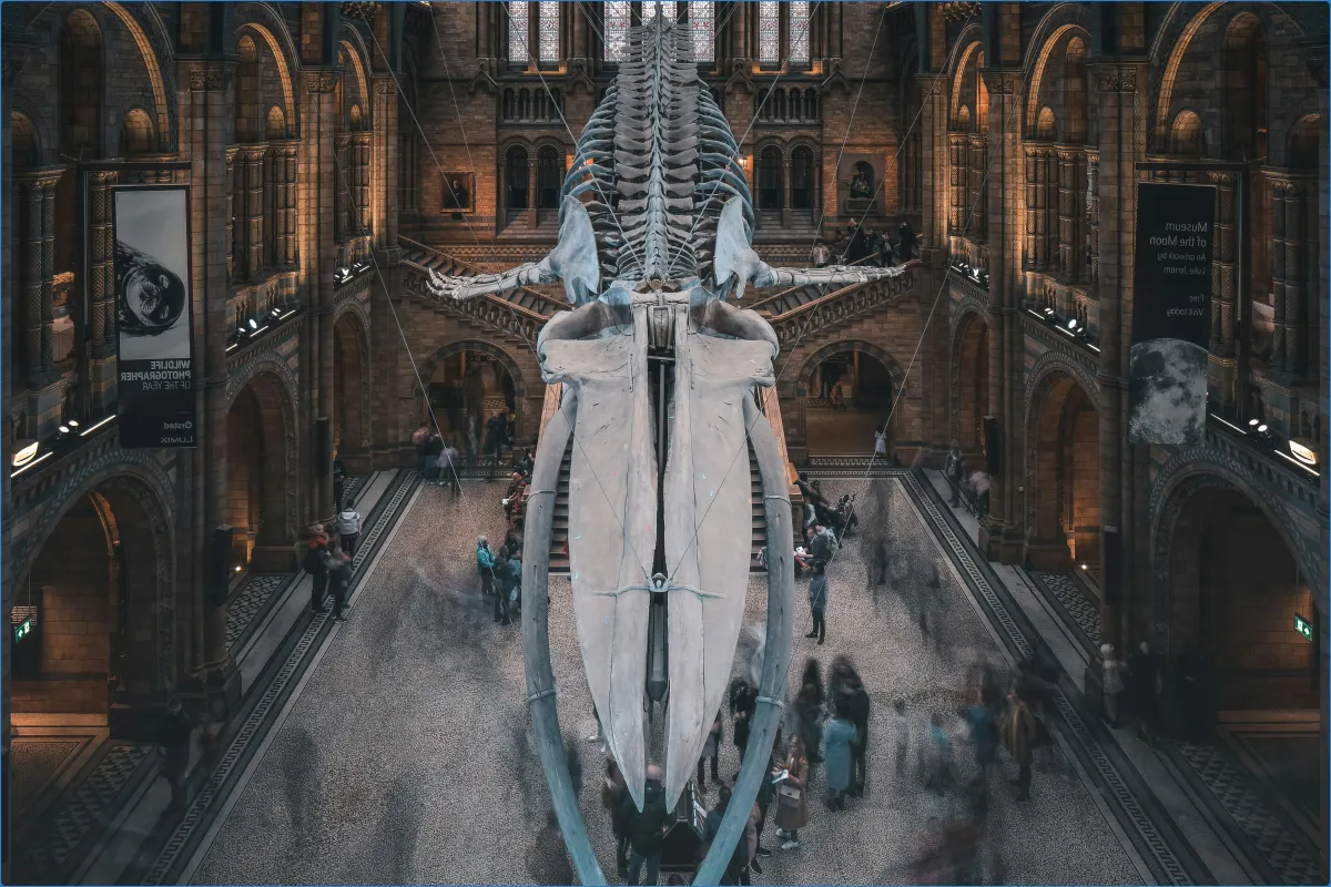 Natural History Museum 