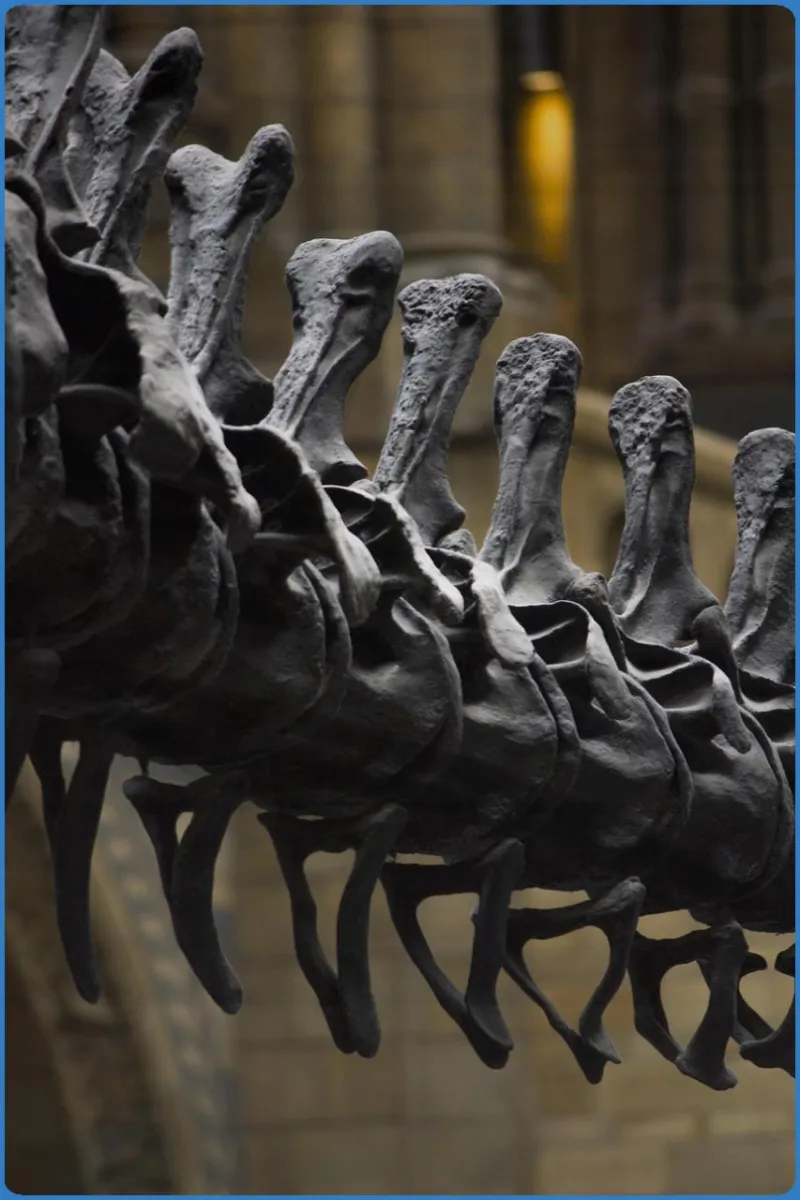 Natural History Museum 