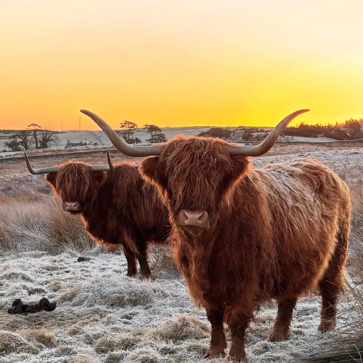 Two Highland cows in a frosty field at sunrise.