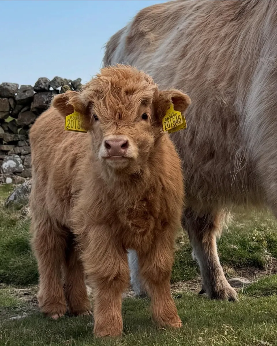 Young fluffy Highland calf standing on grass