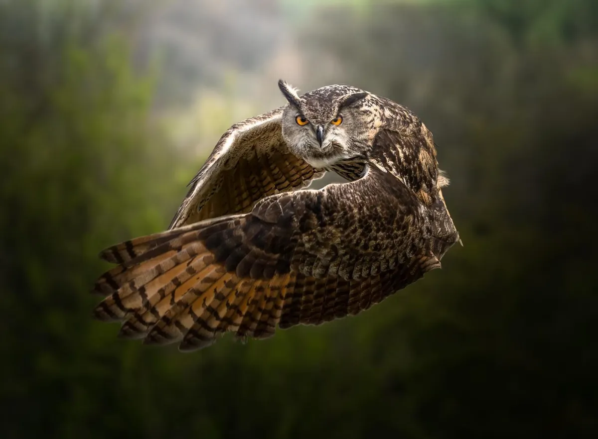 Owl in flight with wings spread