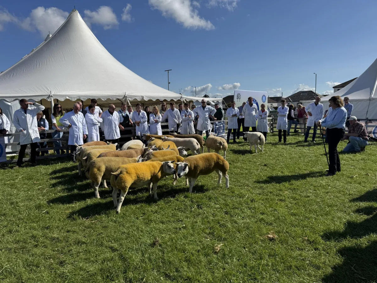 Group of people in white coats judging sheep at an outdoor event.