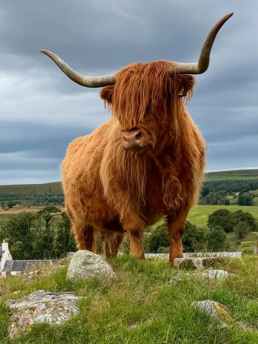 Highland cow standing on grassy hill.
