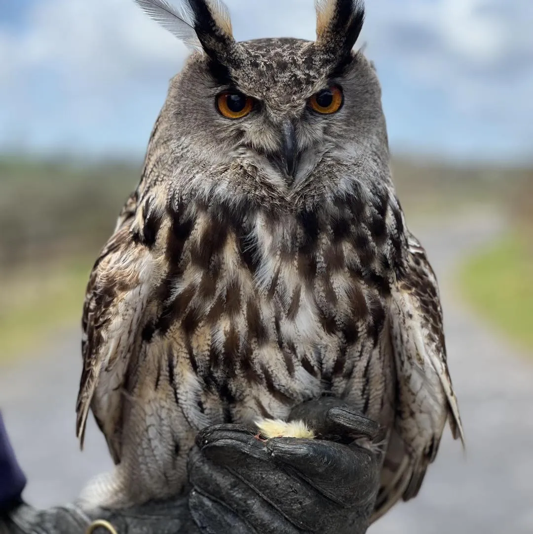 Close-up of an owl with orange eyes perched on a gloved hand.