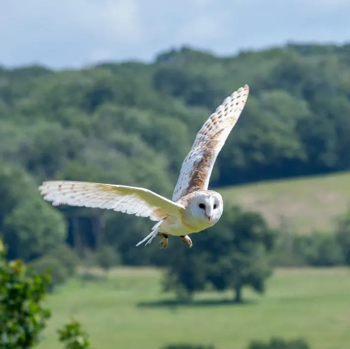 Barn owl flying over a grassy field
