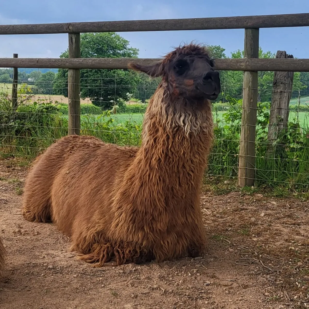 Brown llama sitting in a fenced area