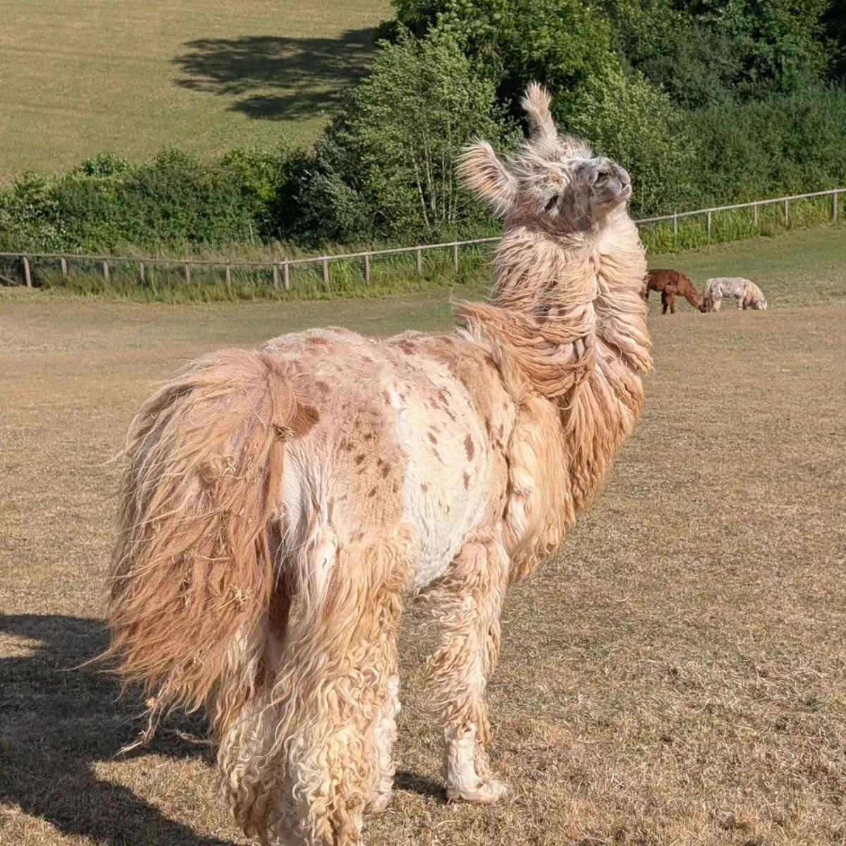 Llama standing in a grassy field